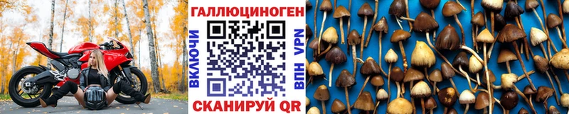 Купить где  Кулебаки  Галлюциногенные грибы Psilocybine cubensis 